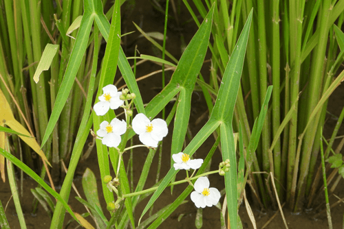 沢瀉の葉